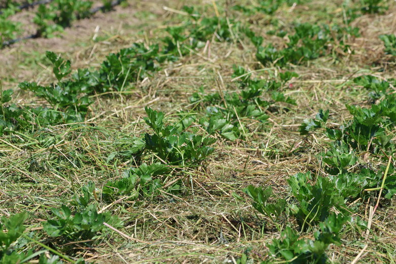 Selleriefplanzen im Mulch