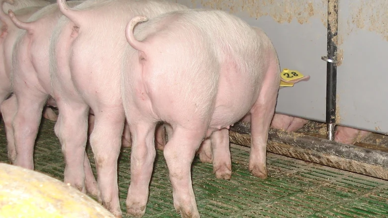 Eberferkel