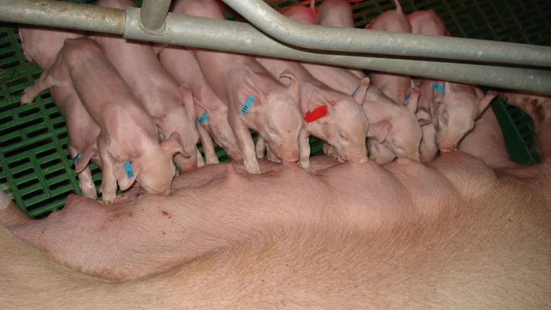 Ferkel_beim_saeugen