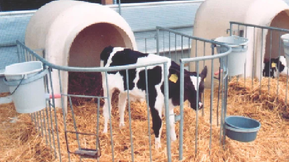 Kalb im Iglo