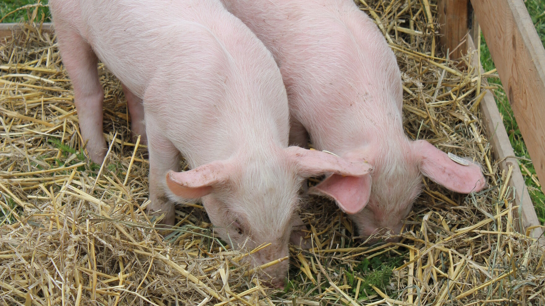 zwei Schweine