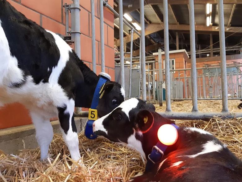 Kälber mit LED-Sensor am Halsband