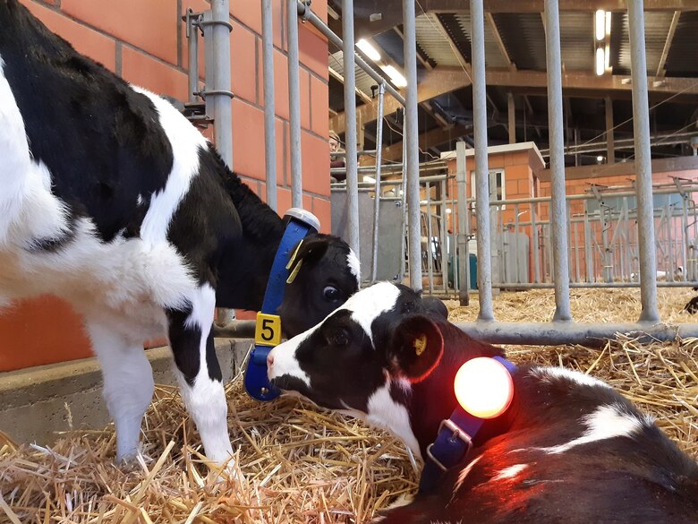 Kälber mit LED-Sensor am Halsband