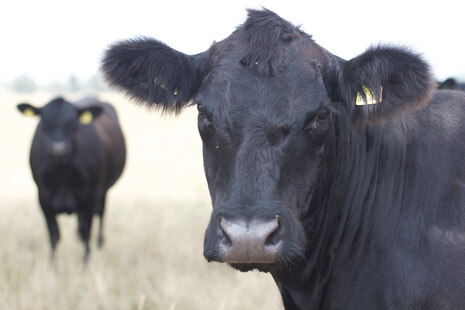 Ein schwarzes Rind schaut in die Kamera