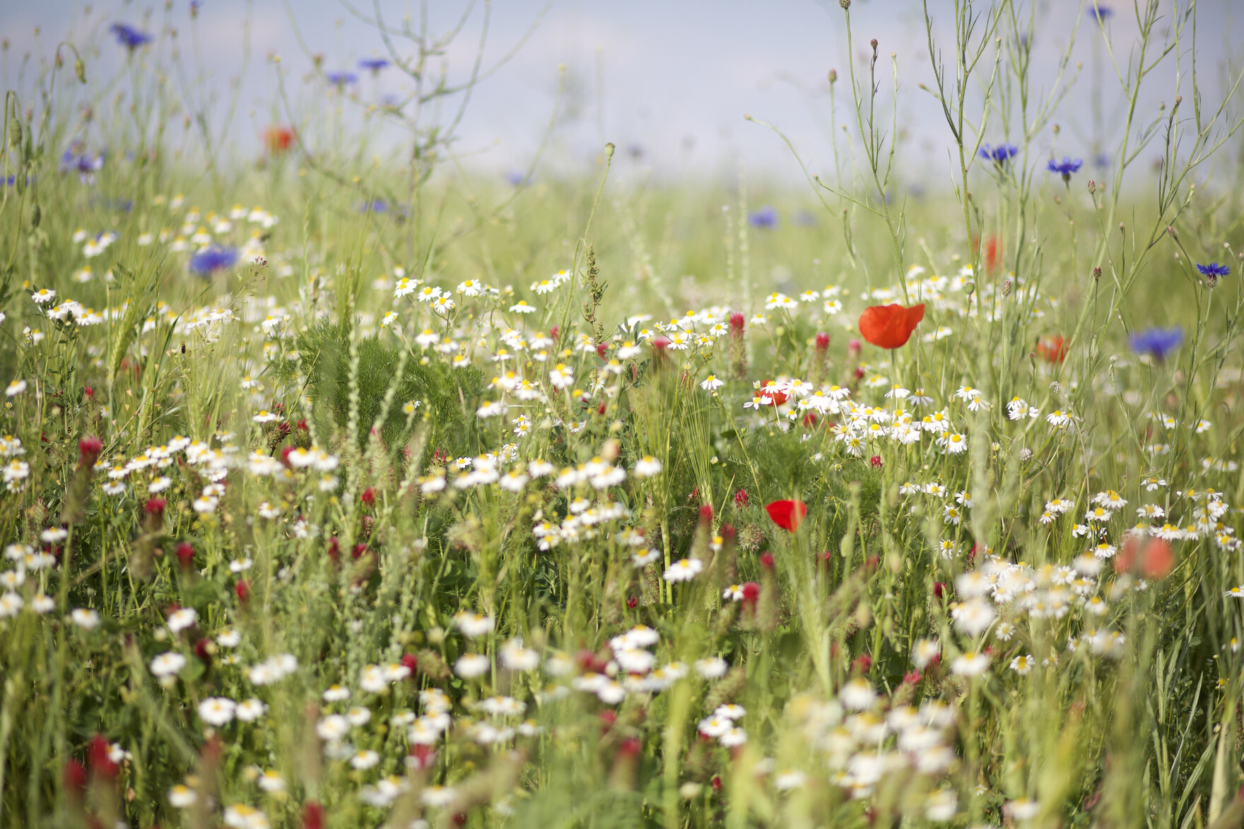 Blühstreifen mit Mohn und Kamille