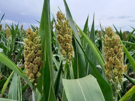 Kolbenhirse auf dem Feld