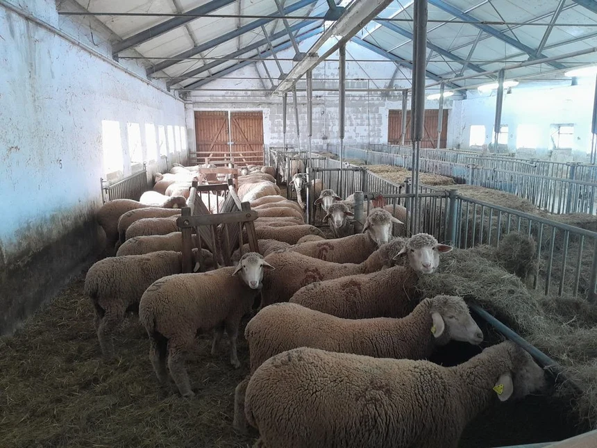 Merinos aus Spanien