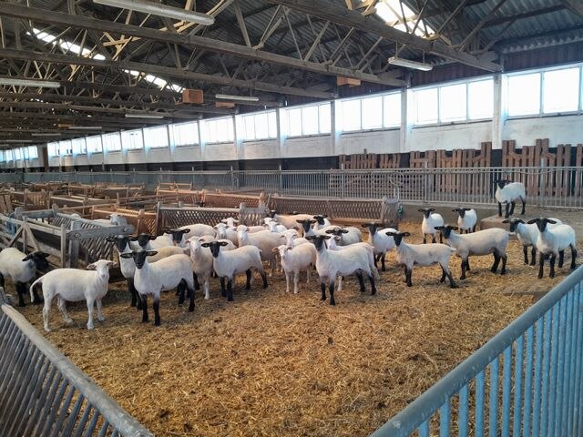 Lammbonitur