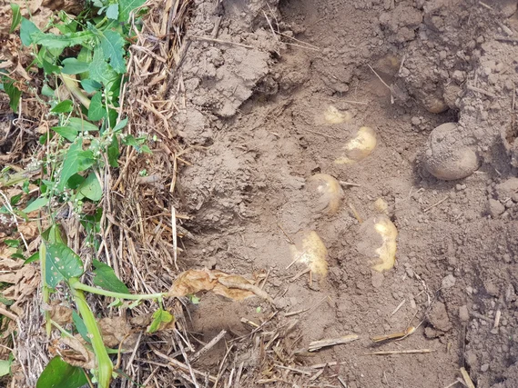 Kartoffeln unter Mulchabdeckung im Praxisversuch