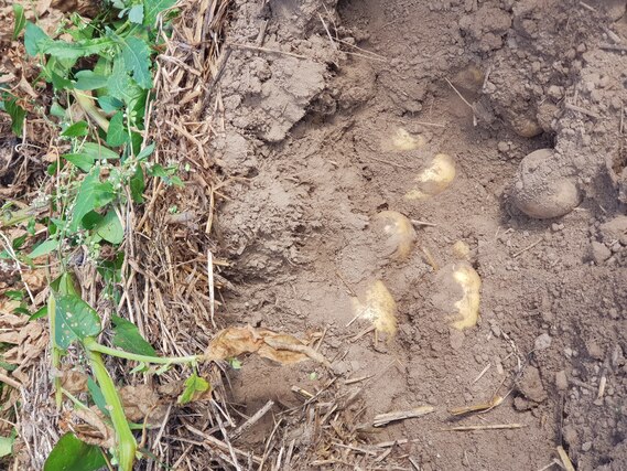 Kartoffeln unter Mulchabdeckung im Praxisversuch