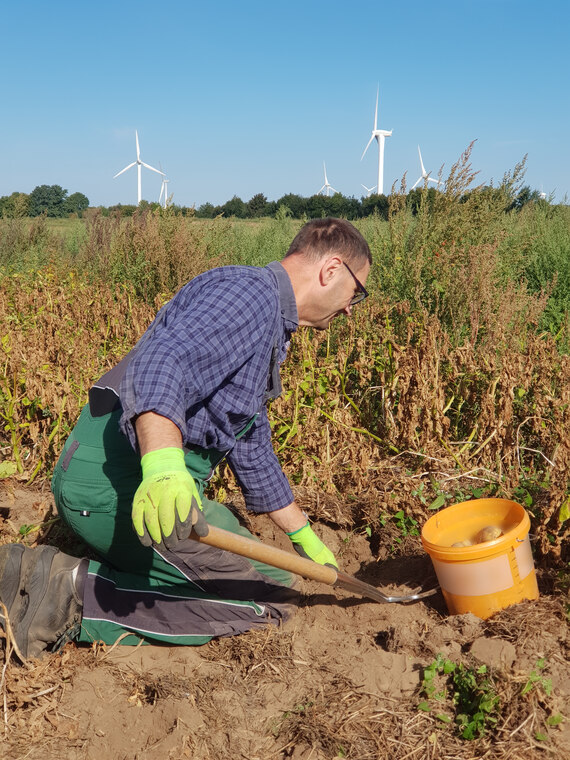 Eckhardt Voigt bei der Entnahme von Ernteproben im Praxisversuch