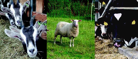 Ziege, Schaf, Milchkuh