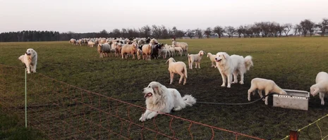 Schafherde mit Schutzhunden