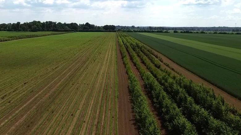 Agroforstsystem in Koellitsch 01.06.2026