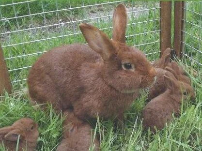 Rote Neuseeländer Rote Neuseeländer