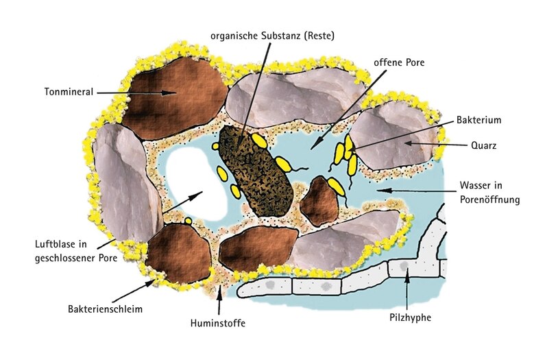 Abb. 2: Modell eines Humusaggregats (PAUL & CLARK, 1989 verändert durch BECK, Bayerische Landesanstalt für Landwirtschaft) 