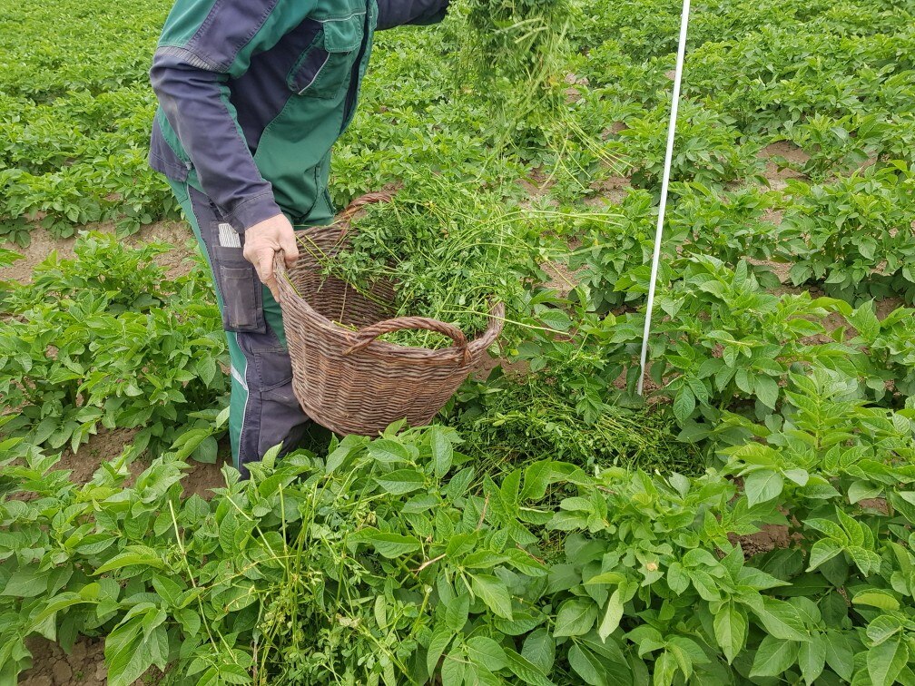 Luzerne wird per Hand als Mulch auf Kartoffeln ausgebracht