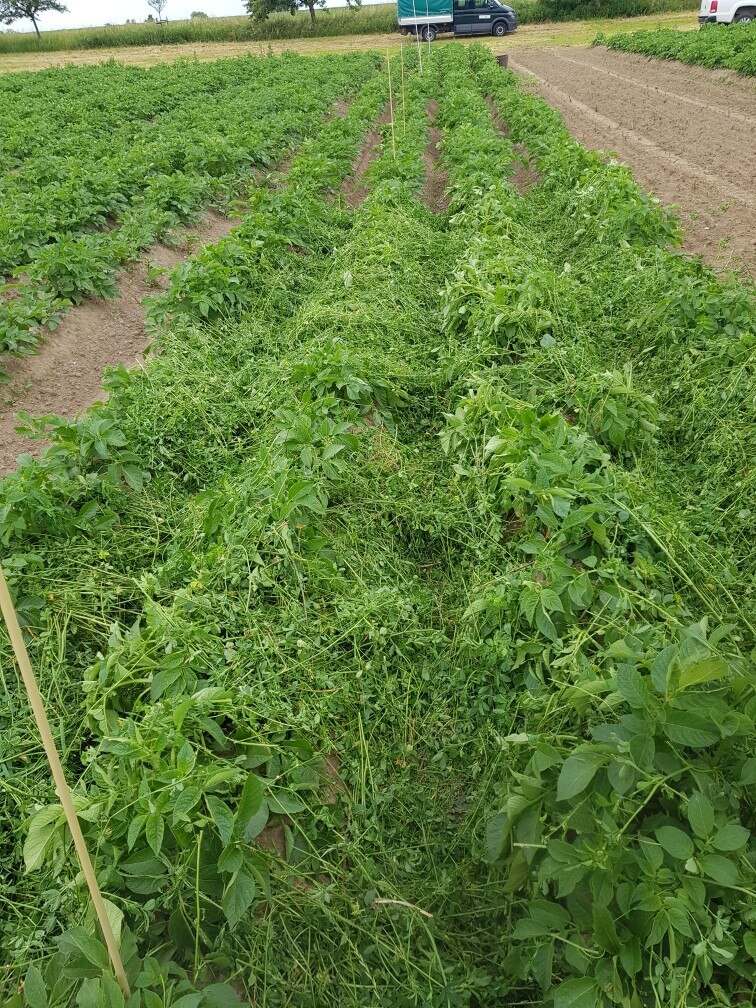 frische Luzerne als Mulchmaterial in Kartoffeln