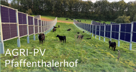 Agri-PV auf Kuhweide