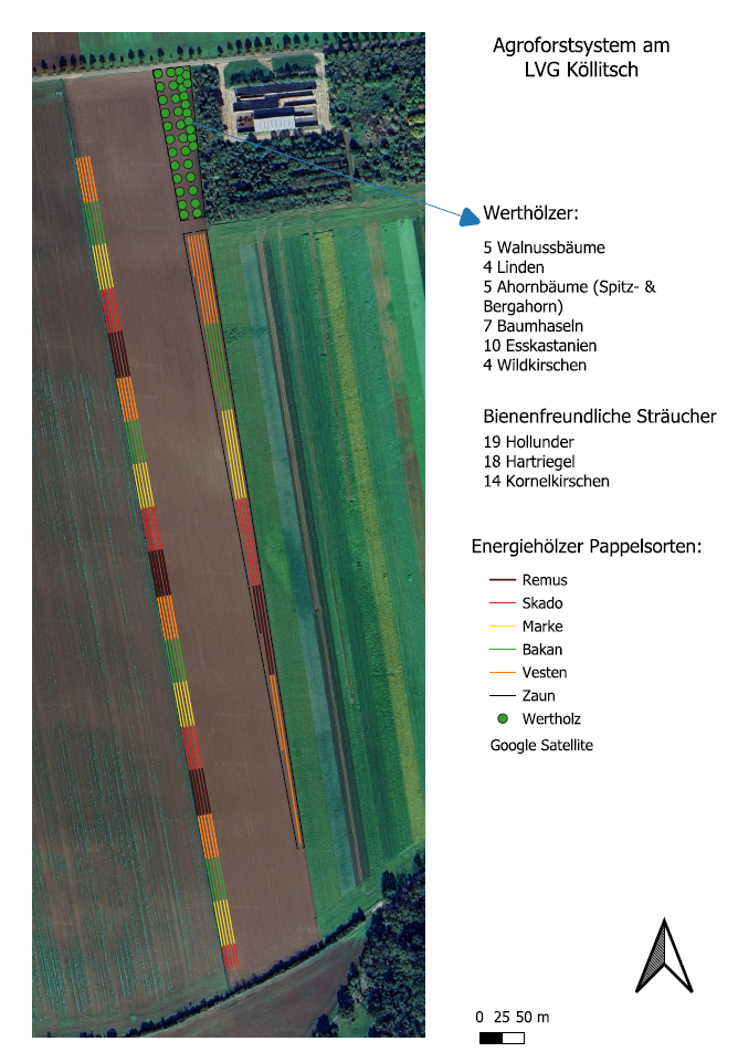Agroforstflaeche_am_LVG_Koellitsch