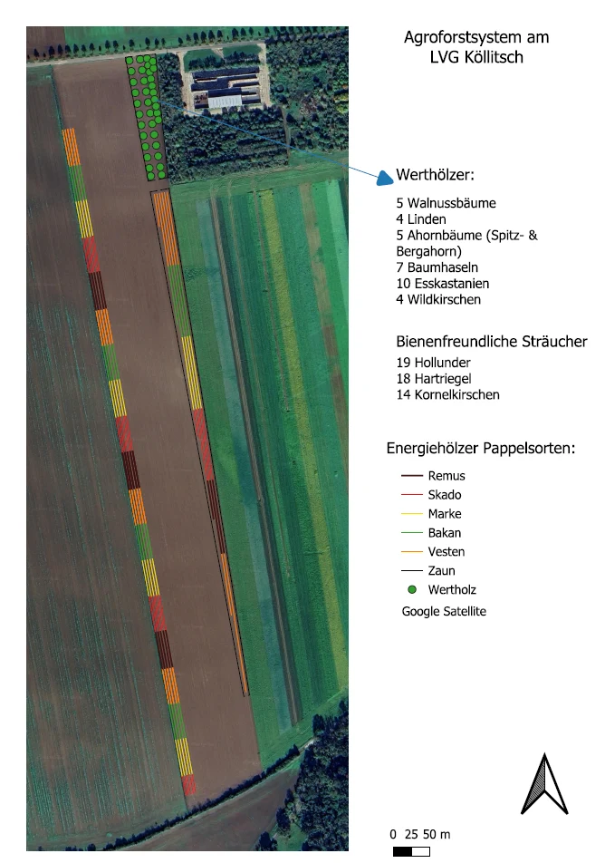 Agroforstflaeche_am_LVG_Koellitsch
