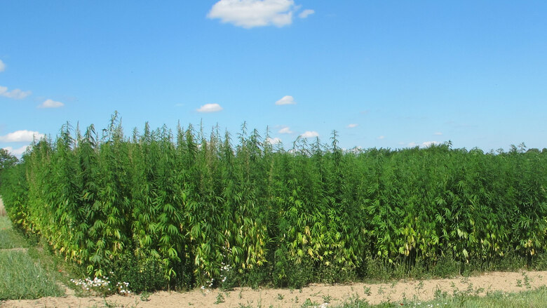 Hanfversuch 09.07.2024 in Pommritz