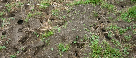 Bausystem Feldmaus