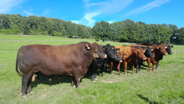 Angusherfde mit Bullen