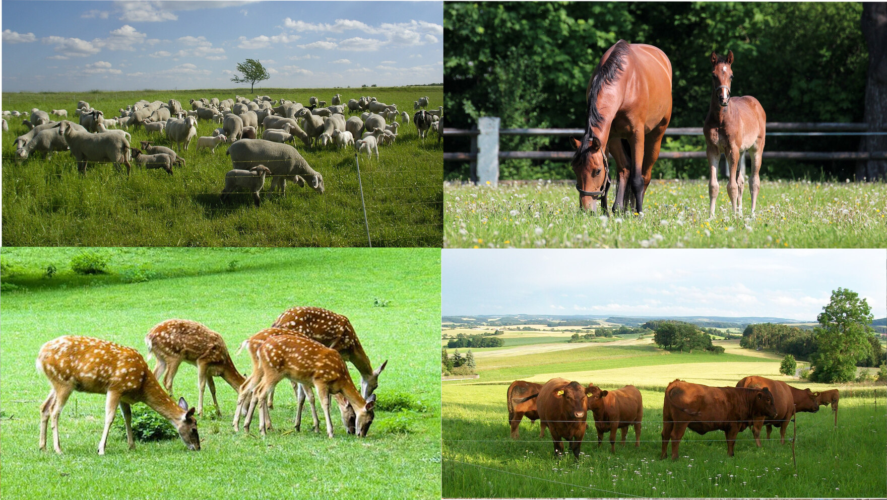 Collage von Bildern aus der Schaf-, Rinder-, Wild- und Pferdehaltung