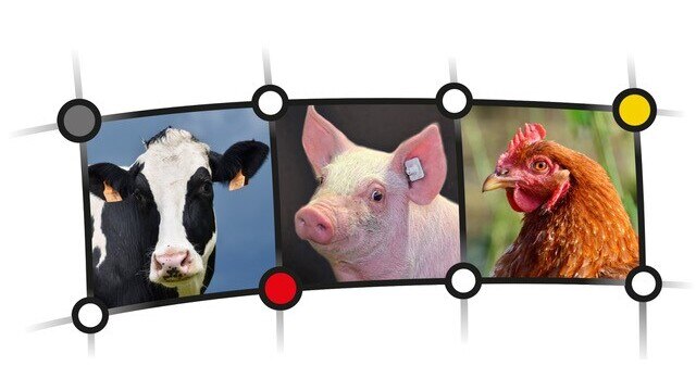Rind, Schwein und Geflügel