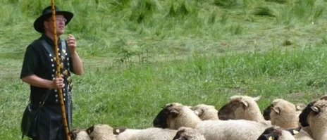 Schäfer mit Schafen