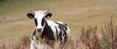 behornte Kuh auf Weide