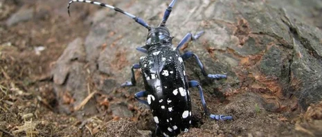 Citrusbockkäfer auf Baumstamm