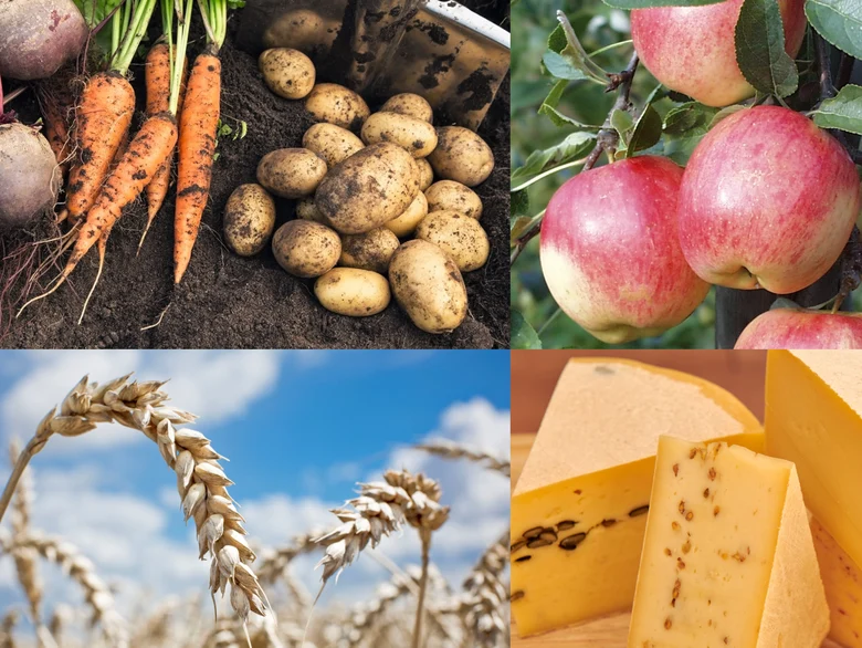 Collage mit Fotos von Getreideähren, Käsestücken, Äpfeln, Kartoffeln, Möhren und Rote Bete