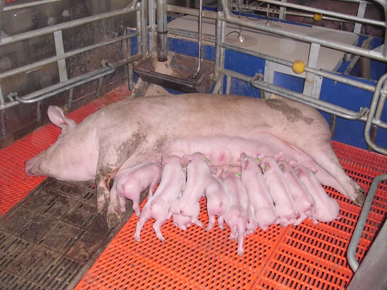säugende Ferkel an Sau
