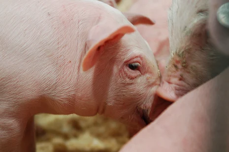 Schweine
