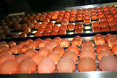 Eier werden zur Qualitätskontrolle durchleuchtet
