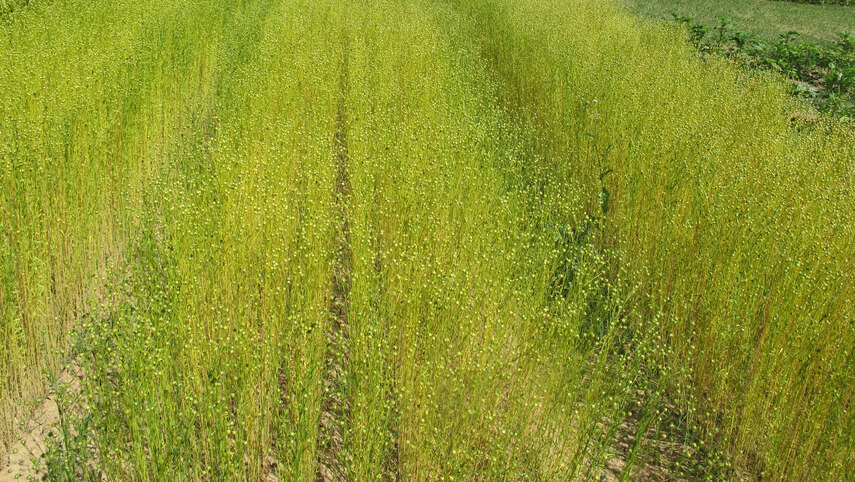 Faserleinversuch in Pommritz