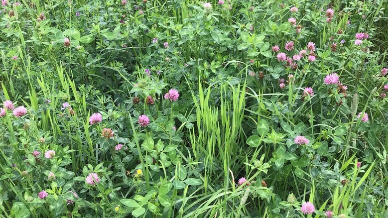 Ackerfuttermischungen für trockenen Standorte - Versuch GL061 in Christgrün