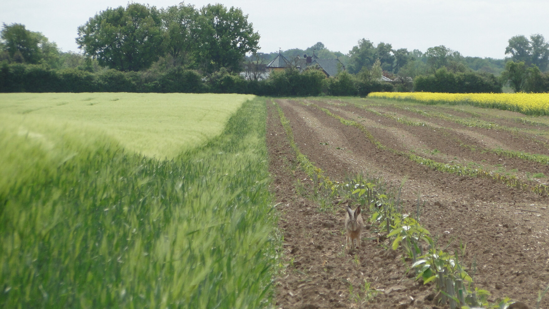 Feldhase in Pappelstreifen