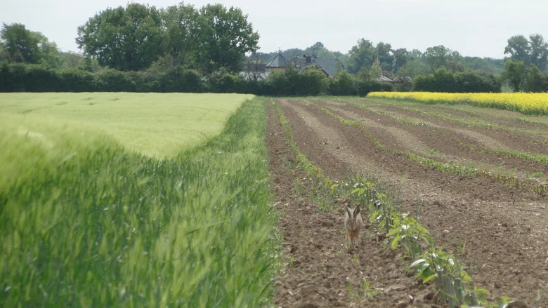 Feldhase in Pappelstreifen