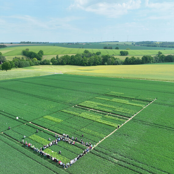 Drohnenaufnahme vom Versuchsfeld mit Menschen zum Feldtag
