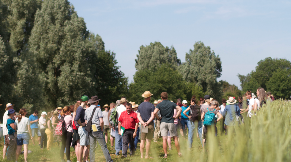 Menschen auf dem Feldtag von hinten mit Getreide im Vordergrund