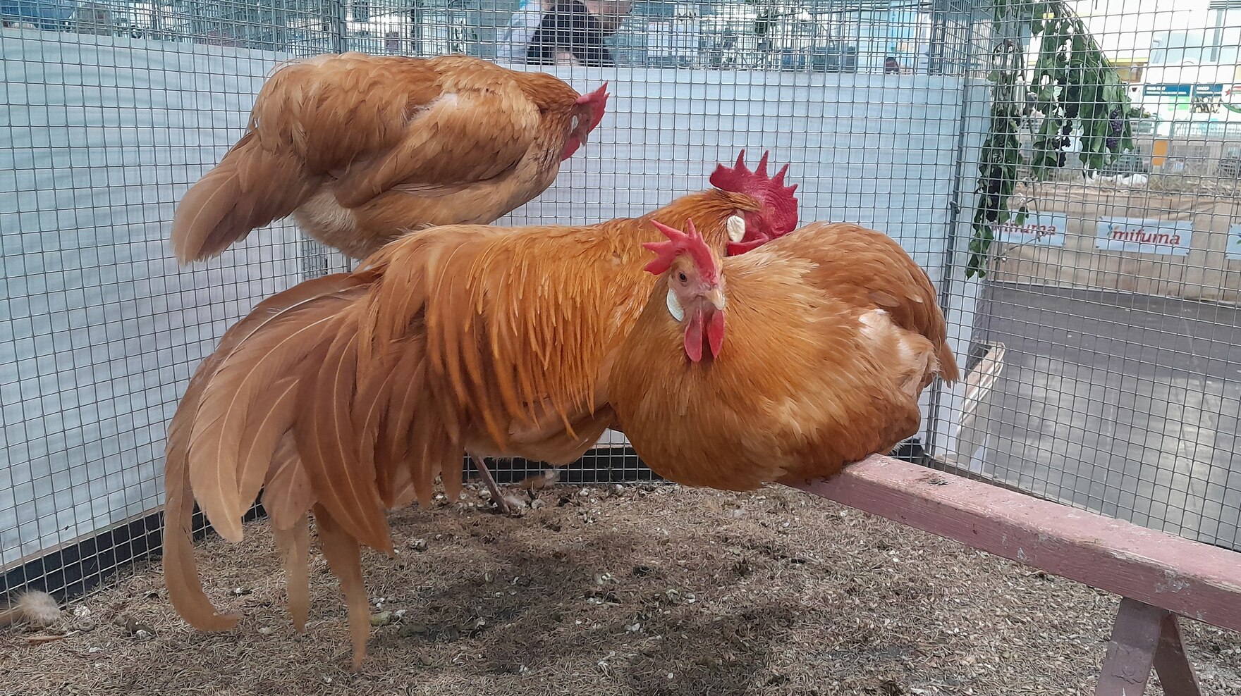 Hahn im käfig