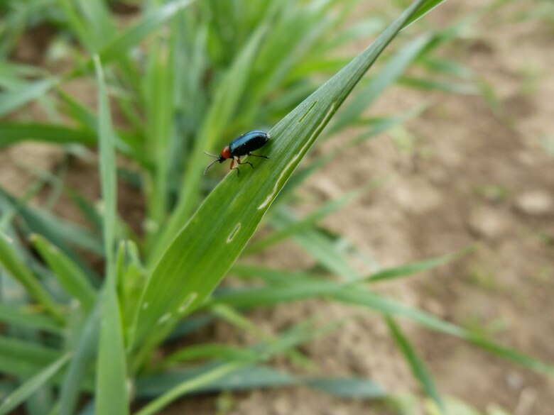 Getreidehähnchen Lochfraß (Käfer)