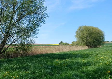 Naturbelassene Wiesenfläche, dahinter der Rand eines Bachlaufs mit Weidenbäumen