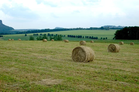 Strohballen auf einer Wiesenfläche, grünes Gras wächst nach