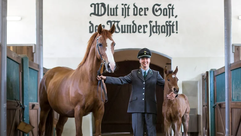 Der Ausspruch von Graf Lehndorff »Blut ist der Saft, der Wunder schafft!« ziert den Durchgang im Graditzer Stutenstall.