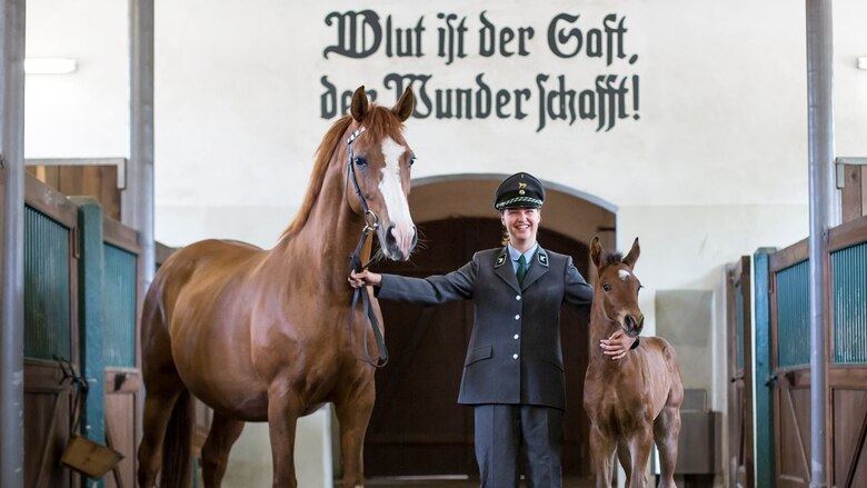 Der Ausspruch von Graf Lehndorff »Blut ist der Saft, der Wunder schafft!« ziert den Durchgang im Graditzer Stutenstall.