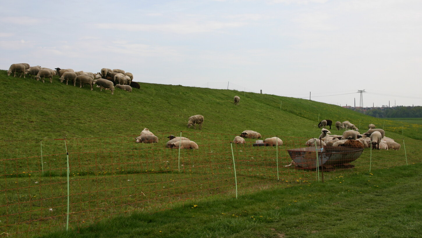 Schafherde auf einer Weide mit Herdenschutzzaun